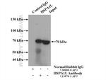 HSPA1L Antibody in Immunoprecipitation (IP)