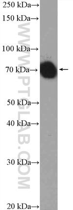 HSPA1L Antibody in Western Blot (WB)