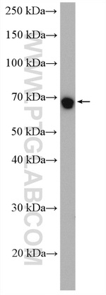 HSPA1L Antibody in Western Blot (WB)