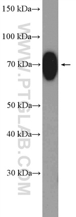 HSPA1L Antibody in Western Blot (WB)