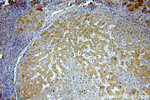 MKS3 Antibody in Immunohistochemistry (Paraffin) (IHC (P))