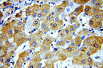 MKS3 Antibody in Immunohistochemistry (Paraffin) (IHC (P))