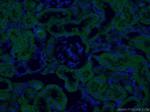 SEC63 Antibody in Immunohistochemistry (PFA fixed) (IHC (PFA))