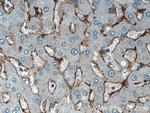 SEC63 Antibody in Immunohistochemistry (Paraffin) (IHC (P))