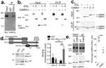 CaMKII beta Antibody in Western Blot (WB)