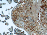 IGFBP1 Antibody in Immunohistochemistry (Paraffin) (IHC (P))