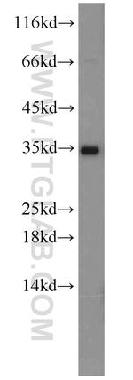 IGFBP1 Antibody in Western Blot (WB)