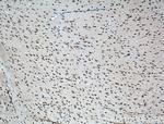 Cryptochrome 2 Antibody in Immunohistochemistry (Paraffin) (IHC (P))