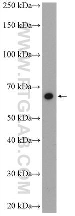 Cryptochrome 2 Antibody in Western Blot (WB)