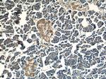 ALS2 Antibody in Immunohistochemistry (Paraffin) (IHC (P))