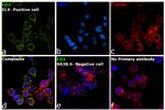 CD3 Antibody