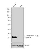 CD3 Antibody in Western Blot (WB)