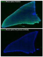 CD11b Antibody in Immunohistochemistry (Paraffin) (IHC (P))