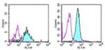 CD13 Antibody in Flow Cytometry (Flow)