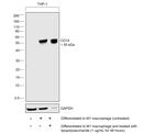 CD14 Antibody