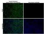 CD19 Antibody in Immunohistochemistry (Paraffin) (IHC (P))