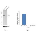 CD19 Antibody in Western Blot (WB)