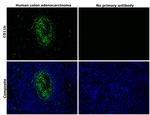 CD11b Antibody in Immunohistochemistry (Paraffin) (IHC (P))