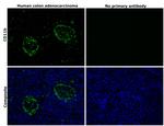 CD11b Antibody in Immunohistochemistry (Paraffin) (IHC (P))