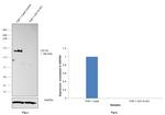 CD11b Antibody in Western Blot (WB)