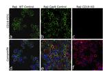 CD19 Antibody in Immunocytochemistry (ICC/IF)