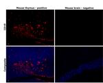 CD19 Antibody in Immunohistochemistry (Paraffin) (IHC (P))