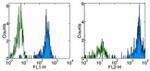 CD31 (PECAM-1) Antibody in Flow Cytometry (Flow)