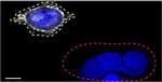 CD44 Antibody in Immunocytochemistry (ICC/IF)