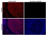 CD45RA Antibody in Immunohistochemistry (Paraffin) (IHC (P))