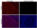 CD45RA Antibody in Immunohistochemistry (Paraffin) (IHC (P))