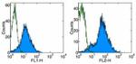 CD54 (ICAM-1) Antibody in Flow Cytometry (Flow)