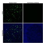 CD68 Antibody in Immunohistochemistry (Paraffin) (IHC (P))