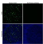 CD68 Antibody in Immunohistochemistry (Paraffin) (IHC (P))