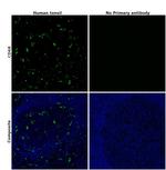 CD68 Antibody in Immunohistochemistry (Paraffin) (IHC (P))