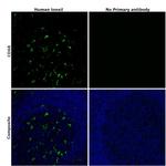 CD68 Antibody in Immunohistochemistry (Paraffin) (IHC (P))