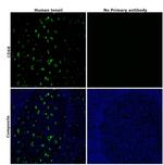 CD68 Antibody in Immunohistochemistry (Paraffin) (IHC (P))