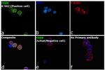 CD68 Antibody in Immunocytochemistry (ICC/IF)