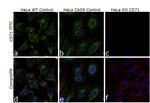 CD71 (Transferrin Receptor) Antibody in Immunocytochemistry (ICC/IF)