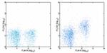 CD73 Antibody in Flow Cytometry (Flow)