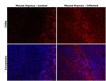 CD8a Antibody in Immunohistochemistry (Paraffin) (IHC (P))