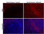 CD8a Antibody in Immunohistochemistry (Paraffin) (IHC (P))