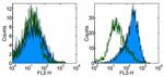 CD83 Antibody in Flow Cytometry (Flow)