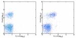 CD103 (Integrin alpha E) Antibody in Flow Cytometry (Flow)