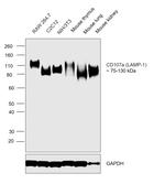 CD107a (LAMP-1) Antibody in Western Blot (WB)