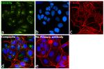 CD107b (LAMP-2) Antibody in Immunocytochemistry (ICC/IF)