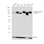 CD107b (LAMP-2) Antibody in Western Blot (WB)