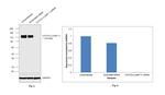 CD107a (LAMP-1) Antibody