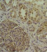 CD107a (LAMP-1) Antibody in Immunohistochemistry (Paraffin) (IHC (P))