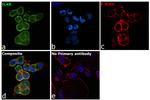 CD124 Antibody in Immunocytochemistry (ICC/IF)