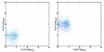 CD182 (CXCR2) Antibody in Flow Cytometry (Flow)